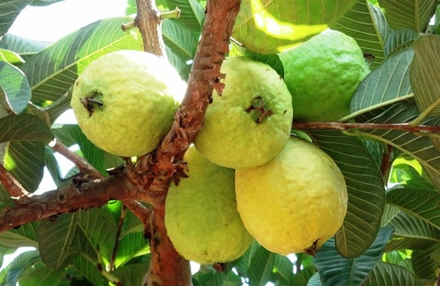 Valinhos