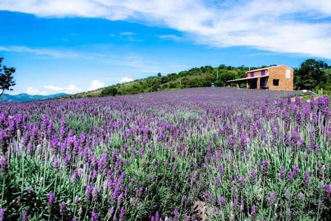 lavandariode cunha sp