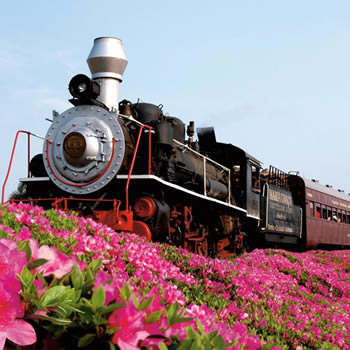 7 opções de passeios de trem em São Paulo