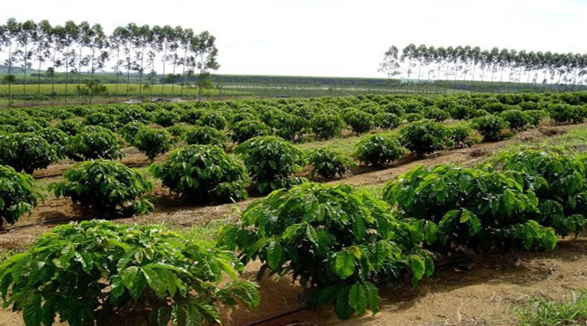 Plantação de Café